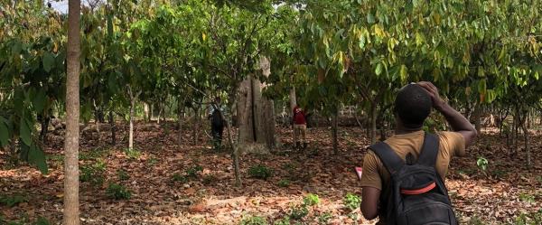 An inventory of some 12 000 trees has been conducted in more than 150 cocoa plantings across Ivory Coast © B. Hérault, CIRAD